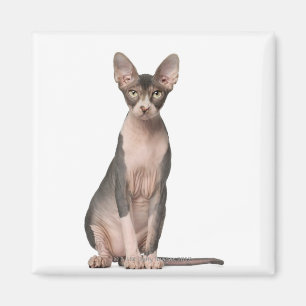 Sphynx (7 months old) sitting magnet