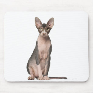 Sphynx (7 months old) sitting mouse mat