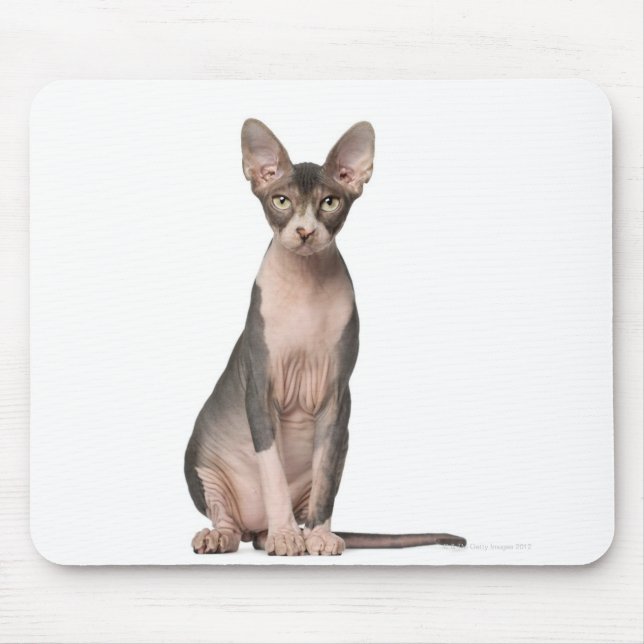 Sphynx (7 months old) sitting mouse mat (Front)