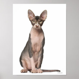 Sphynx (7 months old) sitting poster