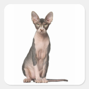 Sphynx (7 months old) sitting square sticker