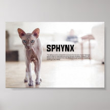 Sphynx Cat Breed