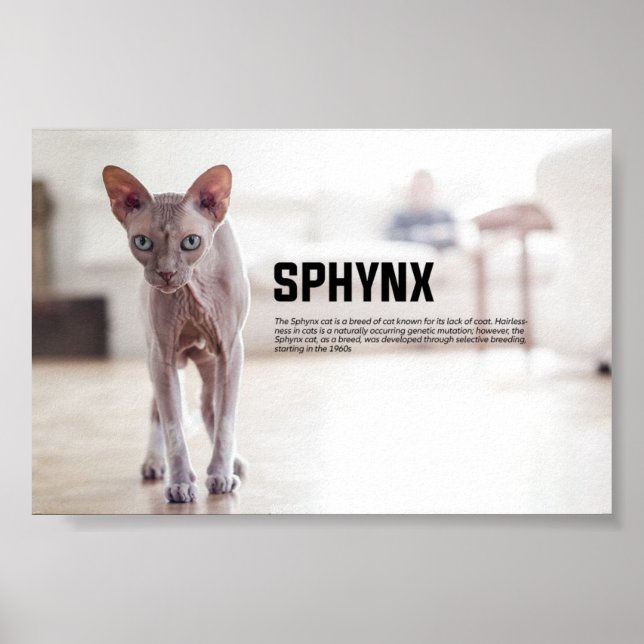 Sphynx Cat Breed Poster (Front)