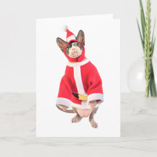 Sphynx Cat Christmas Card