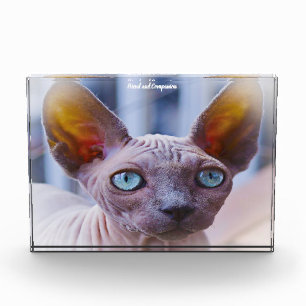 Sphynx Cat Photo Block