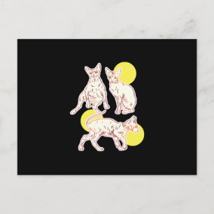 Sphynx Cat Postcard
