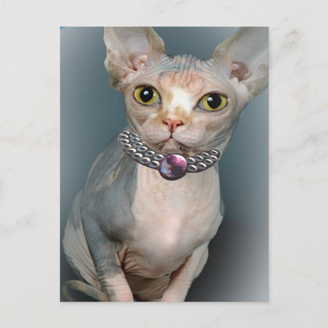 Sphynx Cat Postcards (Front)