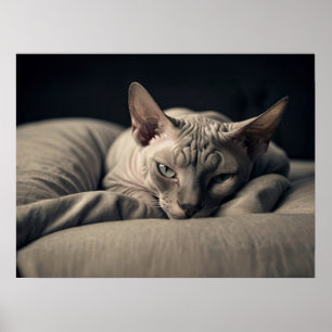 Sphynx Cat Poster