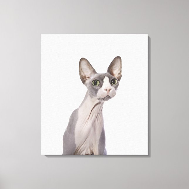 Sphynx Cat with surprised expression Canvas Print (Front)