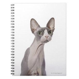 Sphynx Cat with surprised expression Notebook