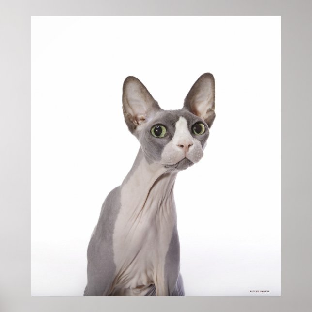 Sphynx Cat with surprised expression Poster (Front)