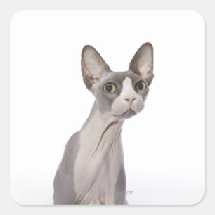 Sphynx Cat with surprised expression Square Sticker