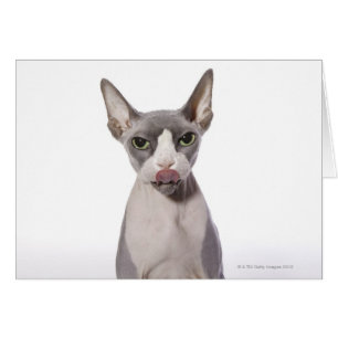 Sphynx Cat with tongue out