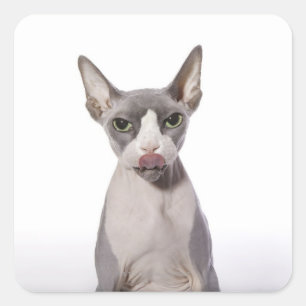 Sphynx Cat with tongue out Square Sticker