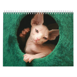 Sphynx Cats Wall Calendar   GoSphynx.com