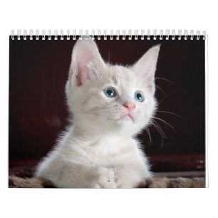 sphynx Cute Cat Calendar