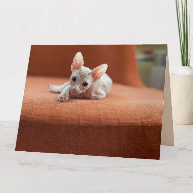 SPHYNX HAIRLESS CAT BIRTHDAY GREETING CARDS (Front)