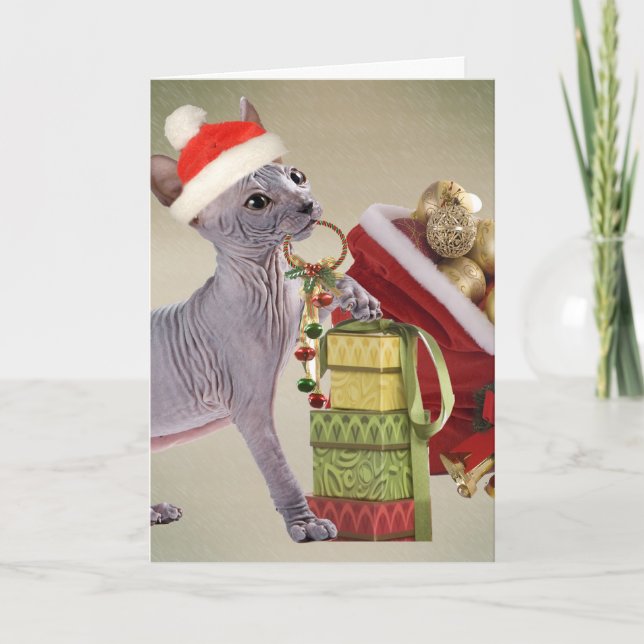Sphynx Kitten Christmas Holiday Card (Front)