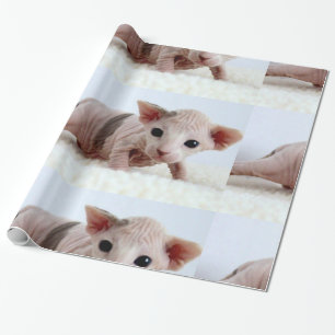 Sphynx kitten.png wrapping paper