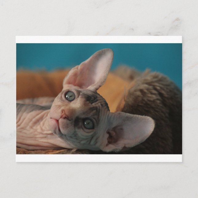 Sphynx Postcard (Front)