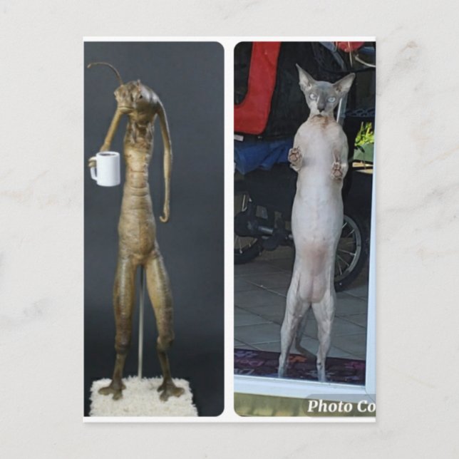 Sphynx Silly - Gibs compared to MiB alien Postcard (Front)