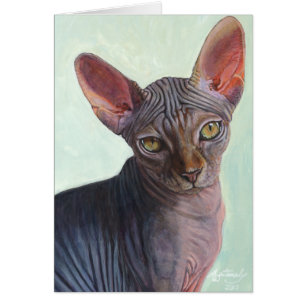 Sphynx Sphinx Cat Cats Sunitha