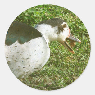 Spice Eats an Acorn Classic Round Sticker