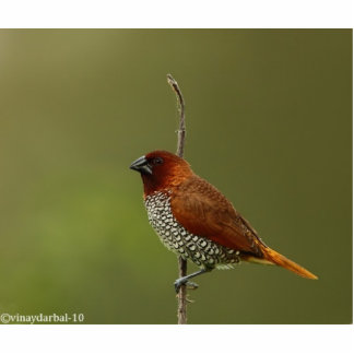 spice finch standing photo sculpture