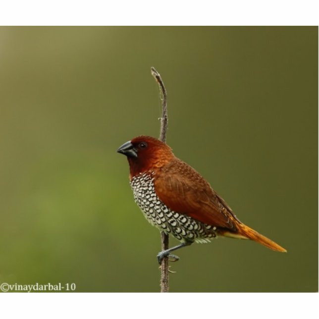 spice finch standing photo sculpture (Front)