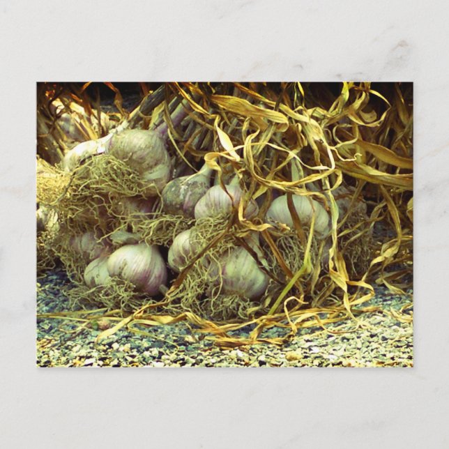 Spice it postcard (Front)