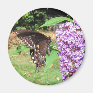 Spicebush butterfly ~ magnet