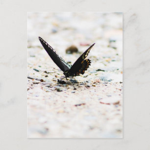 Spicebush butterfly postcard