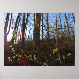 Spicebush Flowers in Spring Poster
