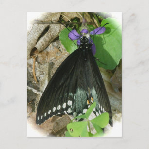 Spicebush Male Butterfly on Violet Postcard
