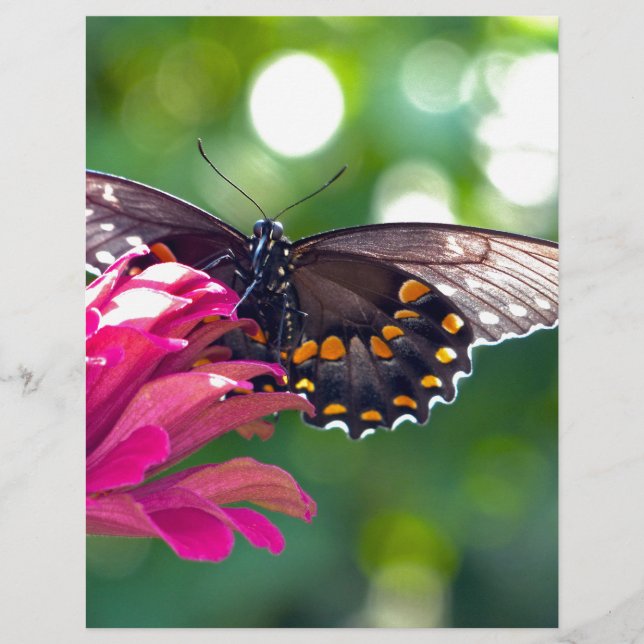 Spicebush Swallowtail (Front)
