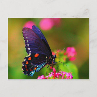 Spicebush Swallowtail Butterfly Postcard