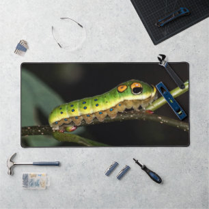 Spicebush Swallowtail Caterpillar Desk Mat
