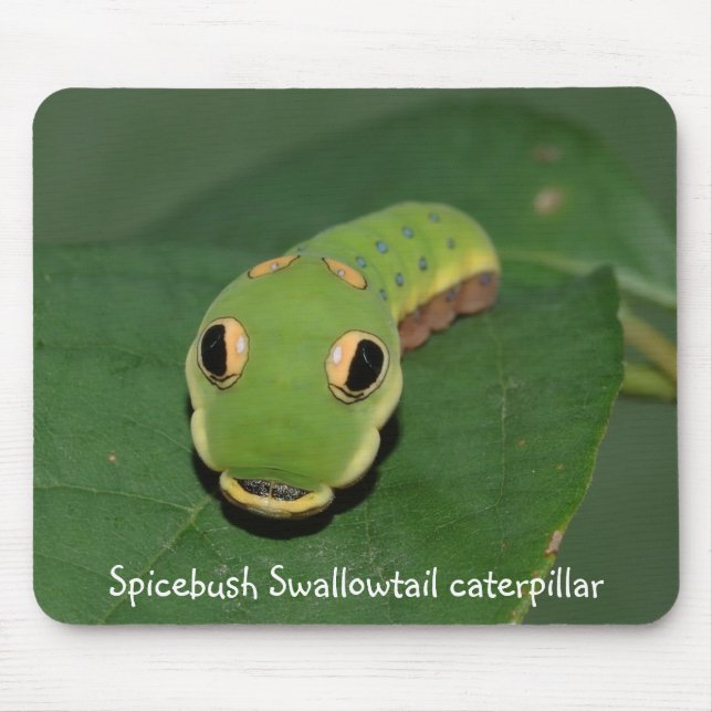 Spicebush Swallowtail caterpillar Mouse Mat (Front)