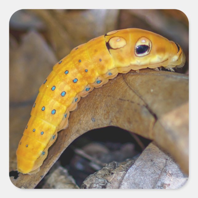 Spicebush Swallowtail Caterpillar Square Sticker (Front)