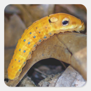 Spicebush Swallowtail Caterpillar Square Sticker