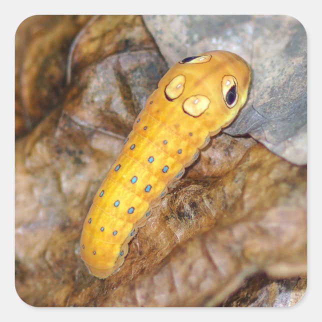 Spicebush Swallowtail Caterpillar Square Sticker (Front)