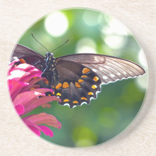 Spicebush Swallowtail Coaster