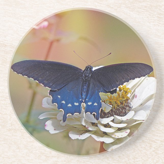 Spicebush Swallowtail Coaster (Front)