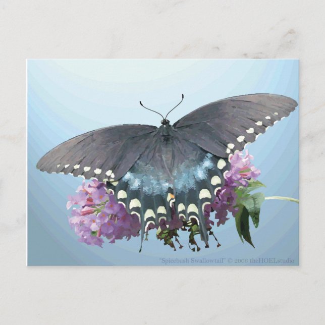 Spicebush Swallowtail Photo Postcard (Front)