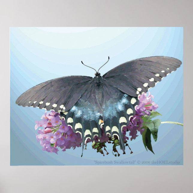 Spicebush Swallowtail Photo Poster (Front)