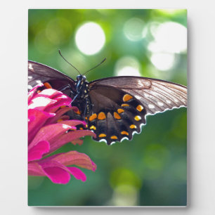 Spicebush Swallowtail Plaque