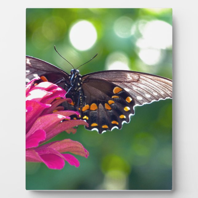 Spicebush Swallowtail Plaque (Front)