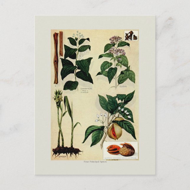 Spices Postcard (Front)