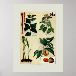 Spices Poster