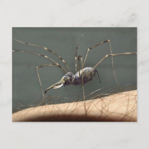 Spidephant postcard